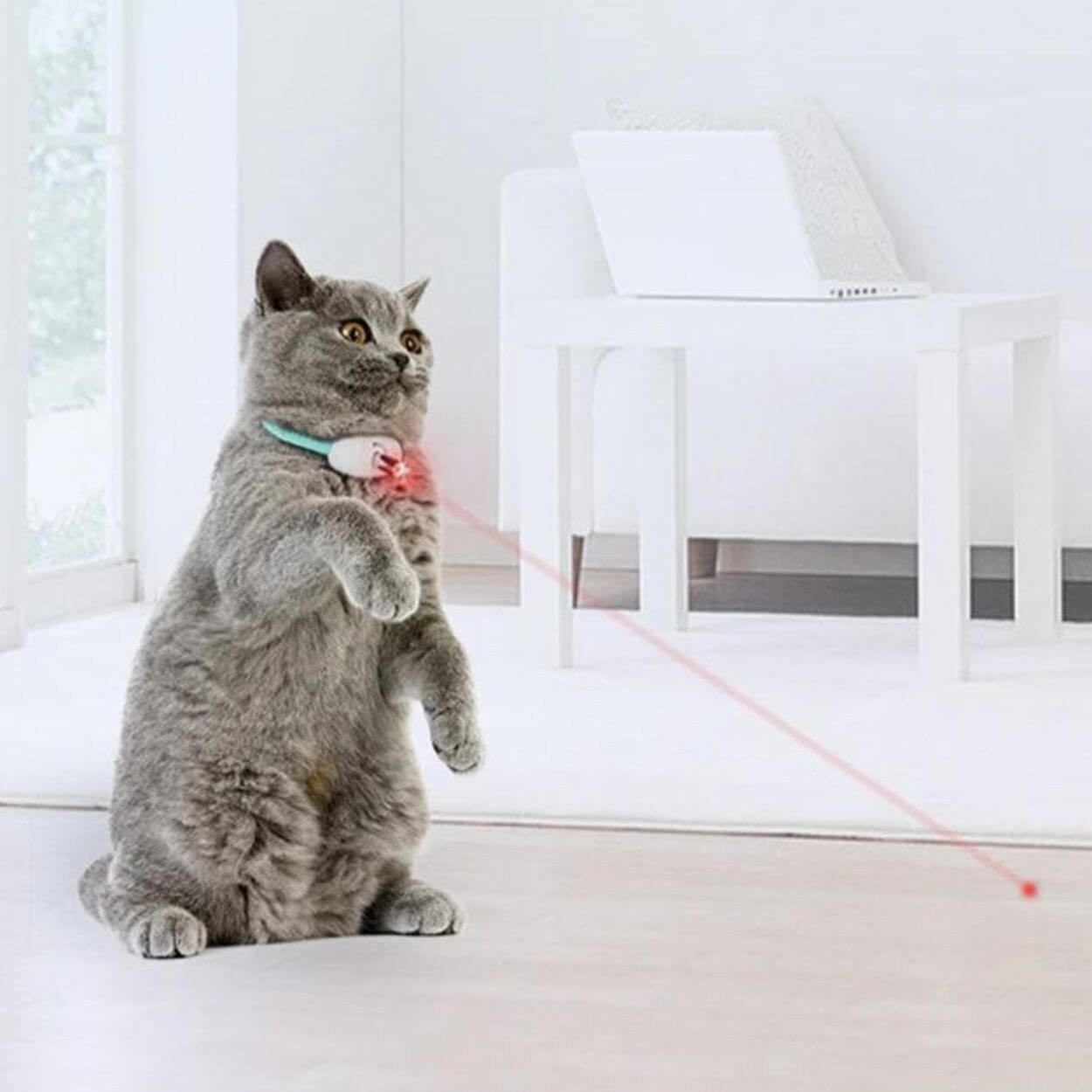 LaserPlay - Rechargeable Cat Laser Toy - Interactive Teaser with Type-C Charging